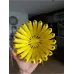 Banana Fruit Bowl
